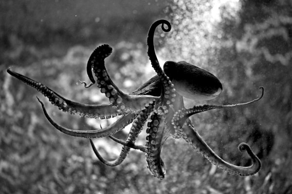 Kraken сайт вход